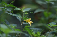 越後湯沢の山奥にて３