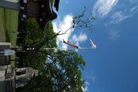 護国神社の鯉