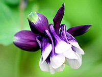 オダマキ　紫色
