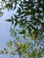 青空と似合う庭の南天の黄緑の葉