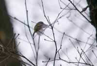 ホバリング中のキクちゃん