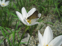 タマスダレ（白い花）とセセリチョウ