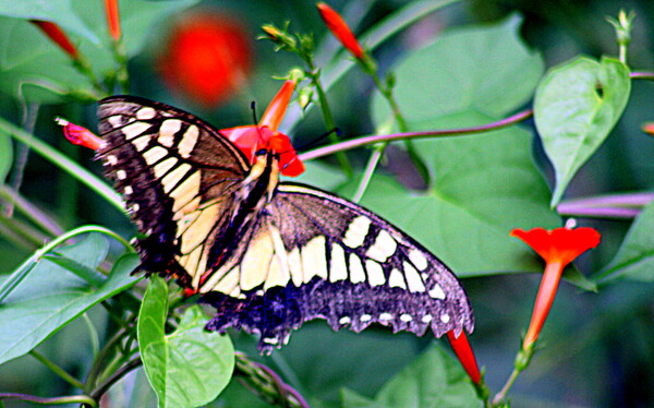 キアゲハ蝶