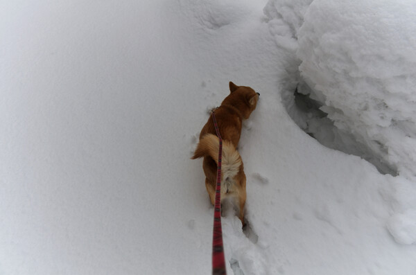 雪中の散歩