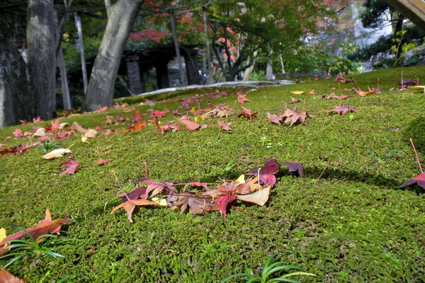 【街角（外れ）スナップ】秋の庭