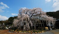 伊豆　龍源院の枝垂桜