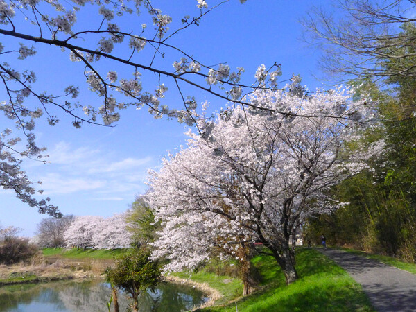 埼玉県加須市のとある場所に咲く桜