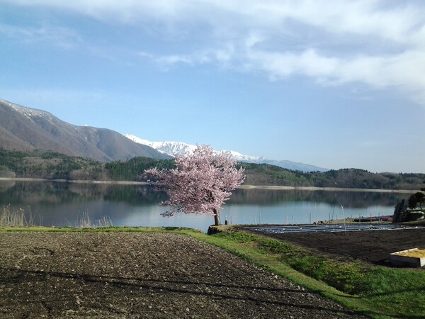 桜の追っかけ－－－青木湖