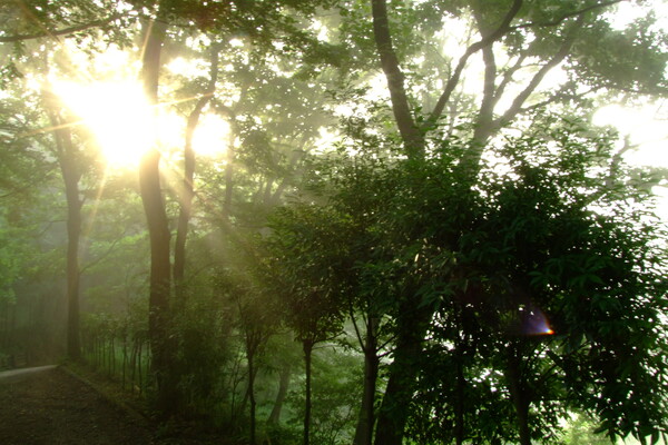 朝靄の森に一条の光が