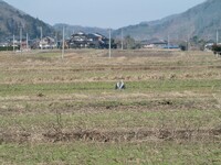 近くの田んぼで見かける蒼サギ