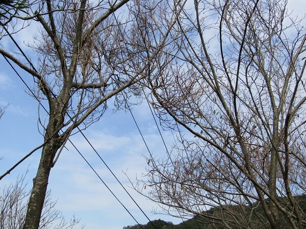 裸の木＆電線＆青い空