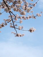 桜の下に雲