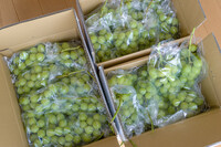 シャインマスカット三昧