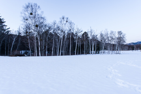 ヤドギリの雪景色