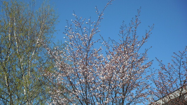 葉＆桜
