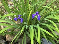 カキツバタ