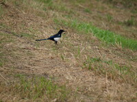 この鳥ご存知