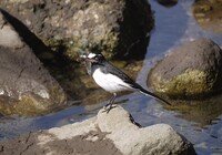 セグロセキレイ