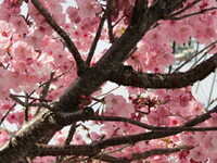 桜の季節が懐かしいのは　め組　だけかな