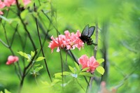 春から初夏への舞い