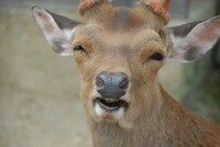 鹿の笑顔