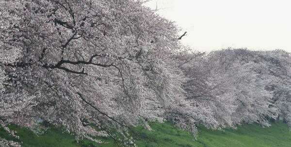 ひと目千本桜