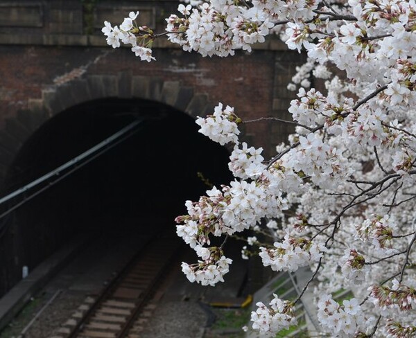 煉瓦造トンネルと桜