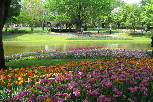 昭和公園のチューリップ