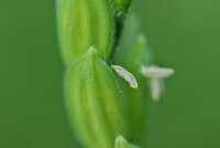 コシヒカリの花アップ