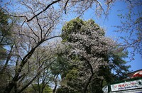 【桜花】満開過ぎた外苑