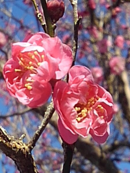 続・ピンク色の梅の花コンビ