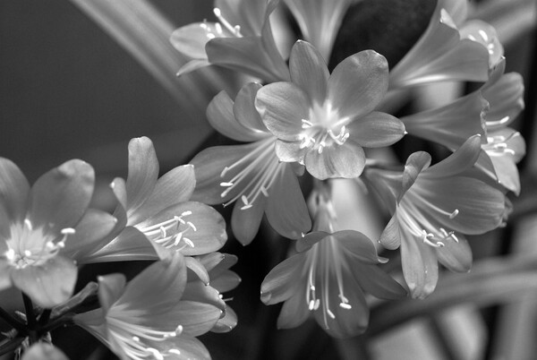 『SILVER』銀の花