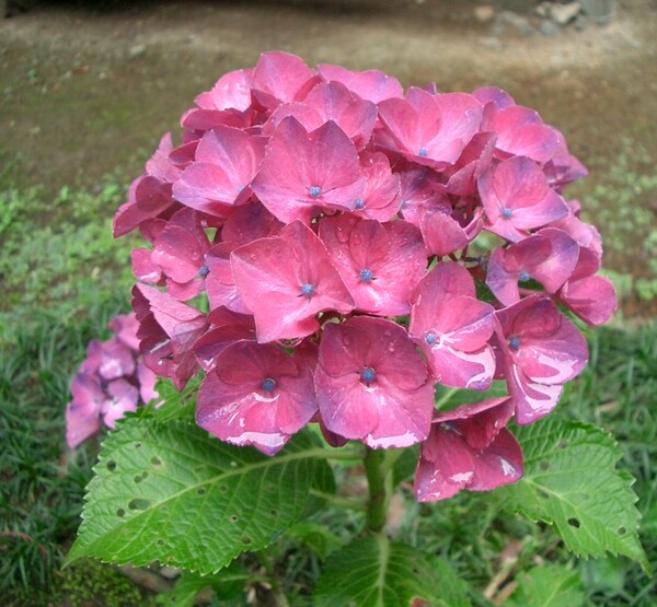 〜赤面中の紫陽花〜