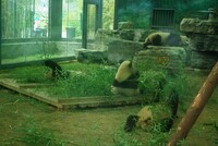大熊猫たち