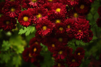 赤茶色の小菊