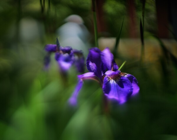 変態菖蒲