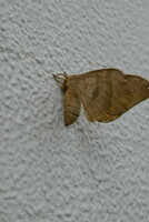 白壁の蛾