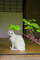 京都祇王寺で有名な猫さん