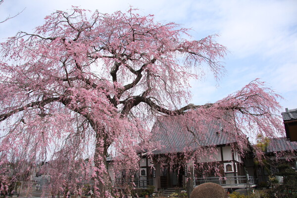 完全寺の桜