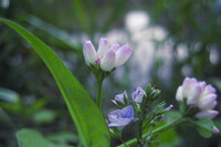 白桃色の花「ウシノヒタイ」