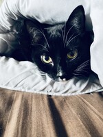 黒猫