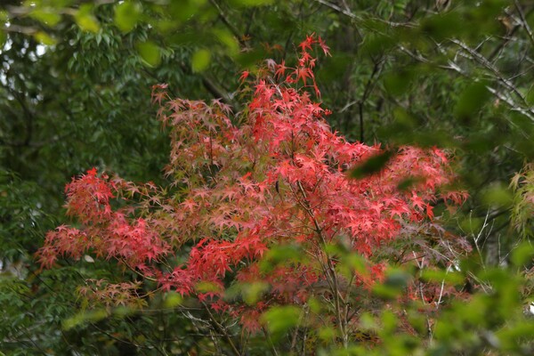樹間の紅葉