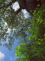 樹齢厄650年、大樹と緑葉モミジ