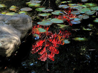 [秋]池も紅葉