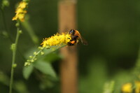 キンミズヒキと蜂