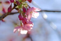 河津桜