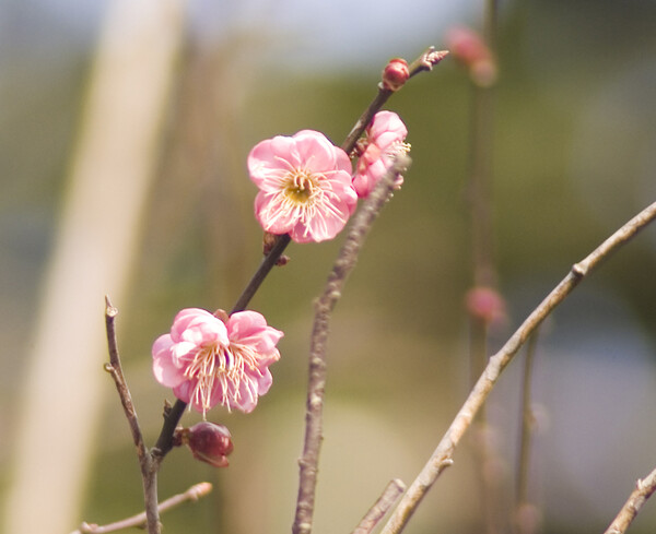 開花宣言