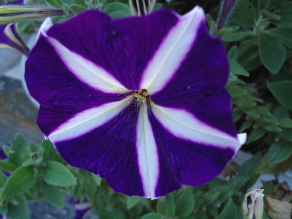プランターの中で咲く”ペチュニア”紺色