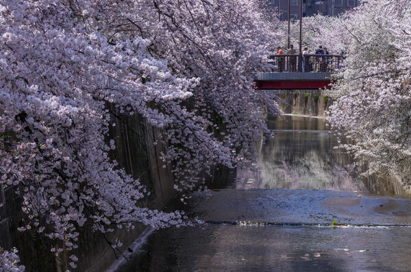 石神井川の桜橋