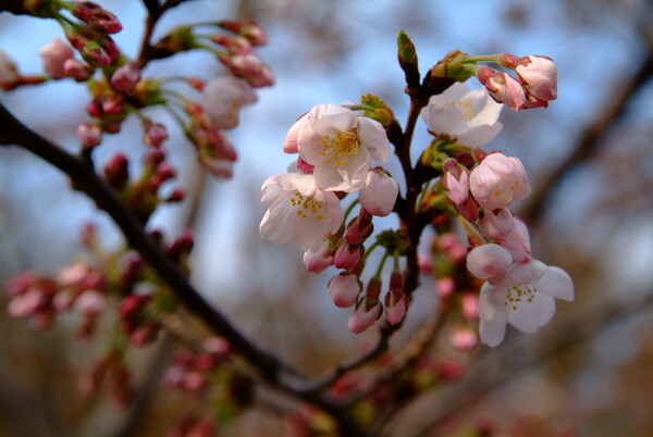 東京の桜も咲き始めました